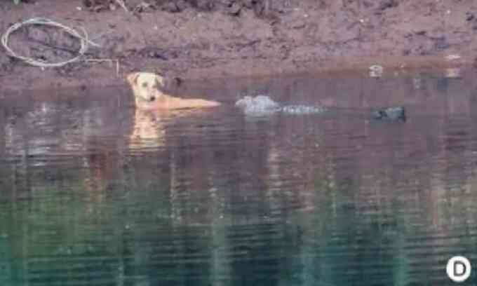 Cá sấu giải cứu chó con