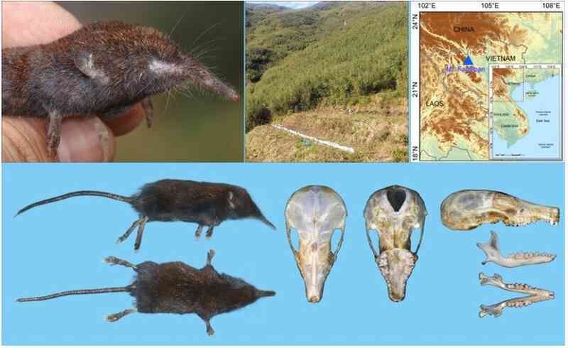 Phát hiện loài Chuột chũi vòi trên núi Fansipan