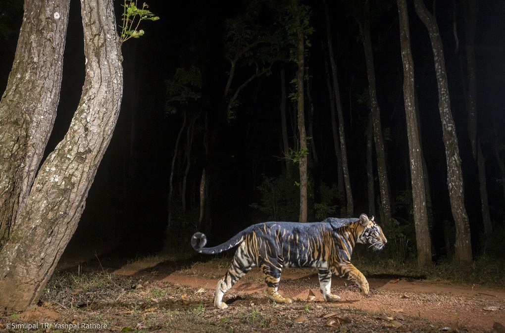 Hình ảnh những cá thể hổ đen được bắt gặp tại Ấn Độ (Ảnh: Parveen Kaswan).