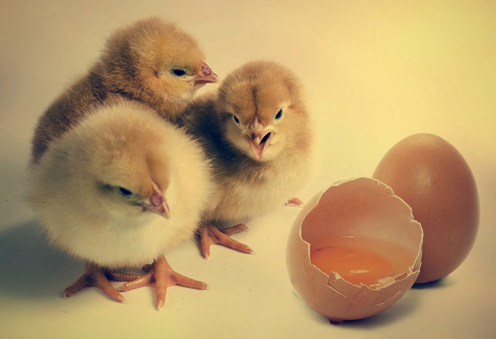 Khoa học lý giải câu hỏi muôn thuở: "Con gà hay quả trứng có trước?"