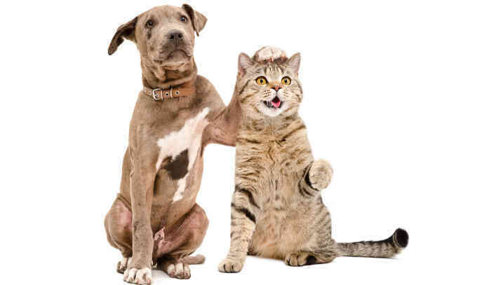 Nghiên cứu mới về cách giúp chó và mèo thân nhau