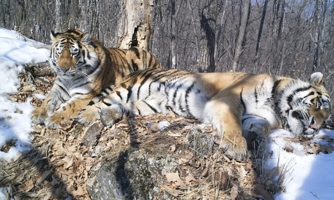 Hổ Siberia đi hơn 200 km để đoàn tụ với bạn tình
