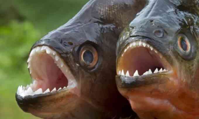 Cá piranha ăn thịt con mồi nhanh tới mức nào