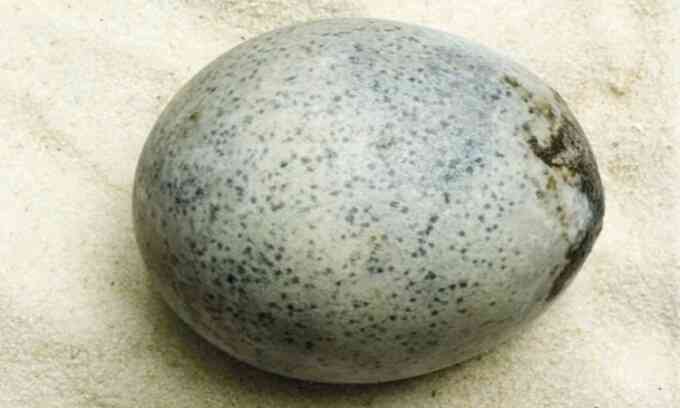 Quả trứng gà La Mã nguyên vẹn sau 1.700 năm