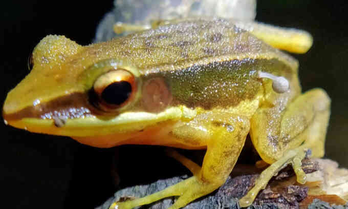 Lần đầu tiên phát hiện nấm mọc trên ếch sống