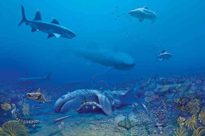 Loài cá mập có niên đại 325 triệu năm làm hé lộ lịch sử hành tinh - 2