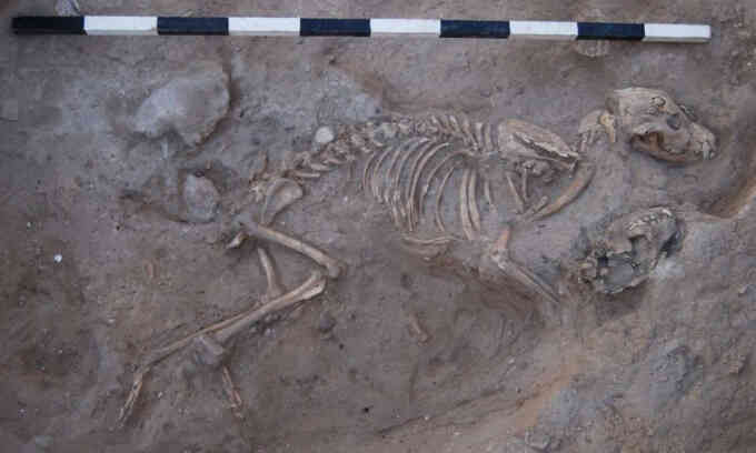Nghĩa địa cổ bí ẩn chôn cất hơn 1.000 con chó