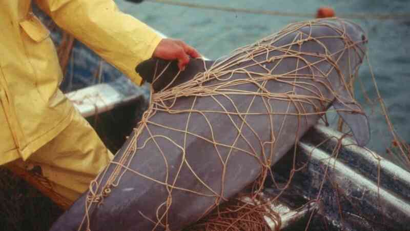 Loài thú biển có nguy cơ tuyệt chủng cao nhất Trái Đất