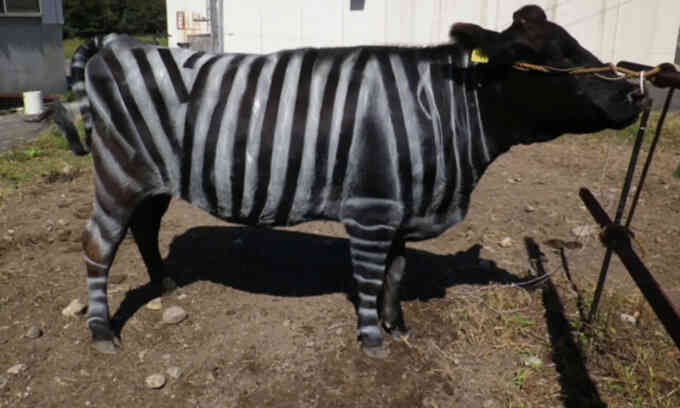 Nông dân Nhật sơn bò giống ngựa vằn để đuổi ruồi hút máu