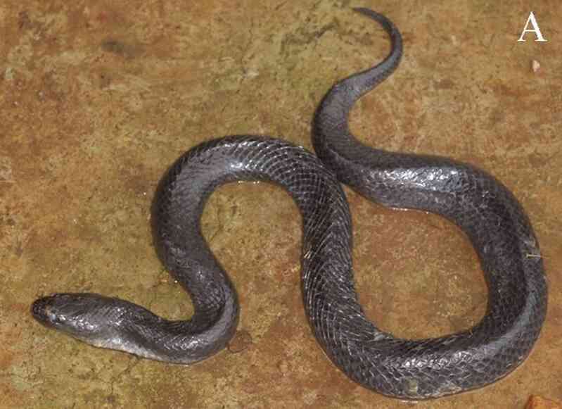 Mặt trên của loài rắn mới được phát hiện tại Việt Nam (Ảnh: Nguyễn Ngọc Sang, Lê Văn Mạnh, Võ Thị Diệu Hiền).