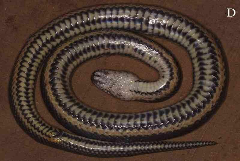 Mặt dưới của loài rắn mới được phát hiện tại Việt Nam (Ảnh: Nguyễn Ngọc Sang, Lê Văn Mạnh, Võ Thị Diệu Hiền).