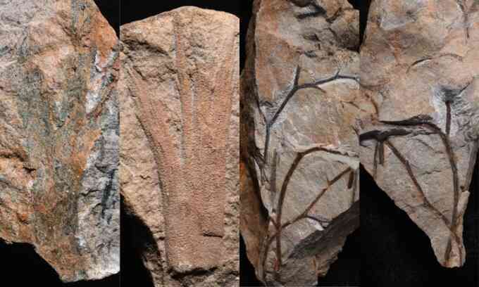 Phát hiện khu rừng hóa thạch cổ nhất thế giới