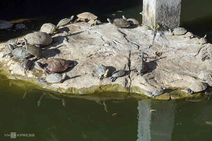 Nhà chùa giao nộp 114 cá thể rùa phóng sinh