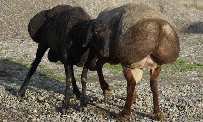 Giống cừu 200 kg giúp ứng phó với biến đổi khí hậu