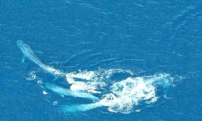 Đôi cá voi xanh đực kịch chiến giành bạn tình