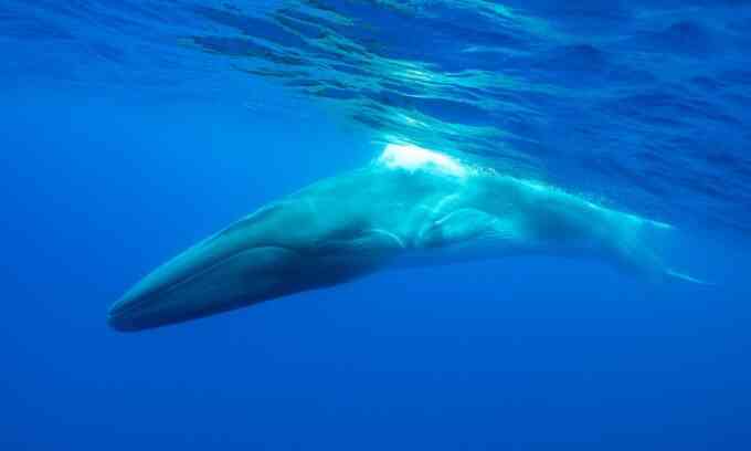 Nhật bắt đầu săn cá voi lớn thứ hai trên Trái Đất
