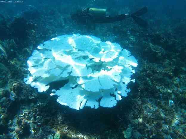 Những rạn san hô đang bị tẩy trắng và biến mất