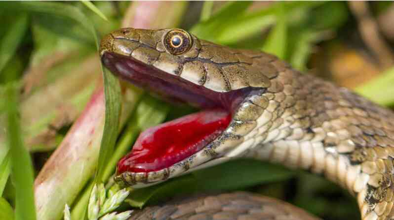 Loài rắn biết cách "hộc máu", đóng kịch giả chết để qua mặt kẻ thù