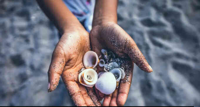 Lý do không nên lấy vỏ sò từ bãi biển