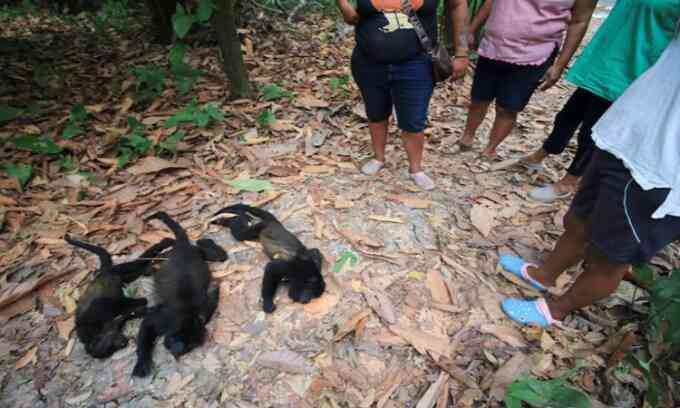 Khỉ rú rơi chết hàng loạt trong nắng nóng ở Mexico