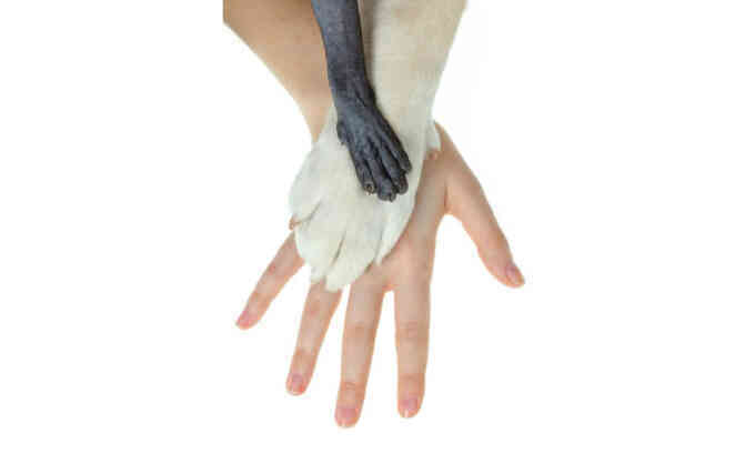 Tại sao động vật có vú thường có 5 ngón tay?