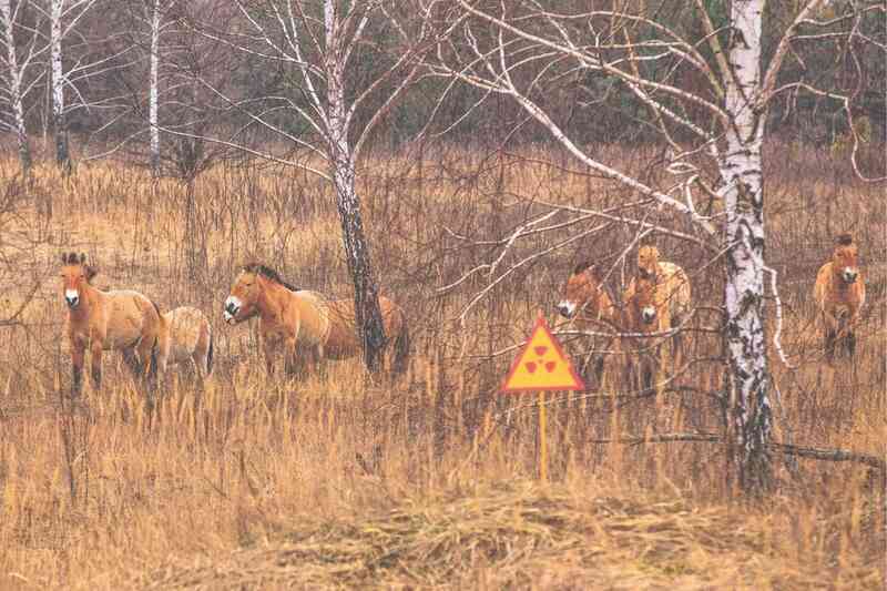 Chernobyl hiện ra sao sau khi con người rời bỏ do thảm họa hạt nhân? - 2