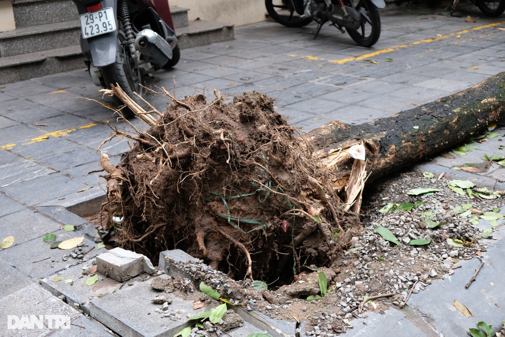 Tranh cãi lý do khiến cây đổ nhiều trong bão
