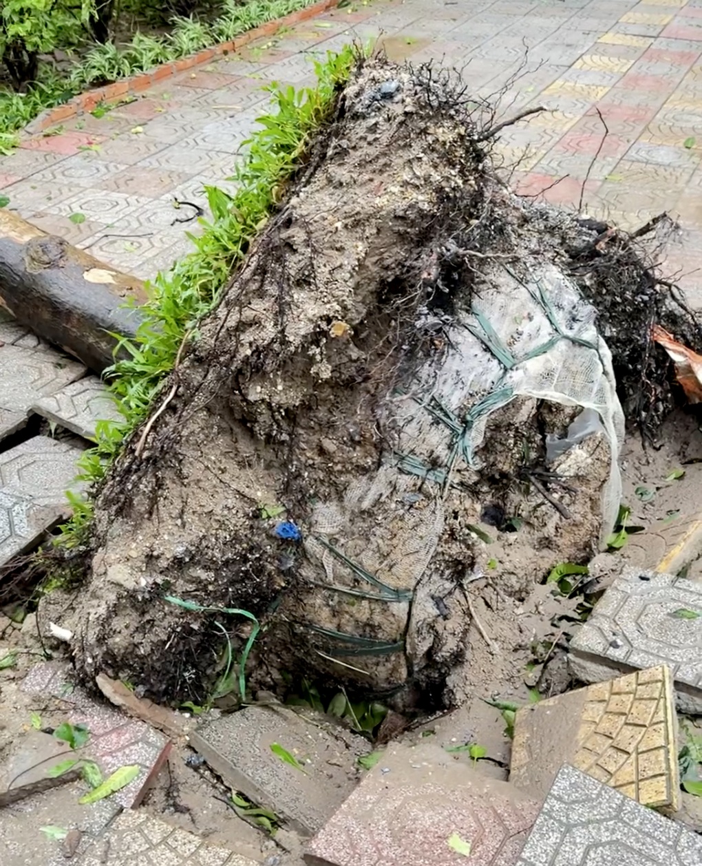 Tranh cãi lý do khiến cây đổ nhiều trong bão - 2