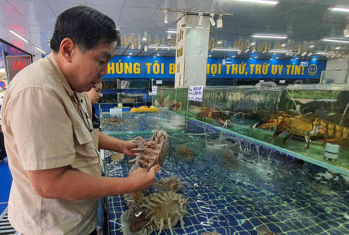 Bọ biển khổng lồ mới của Việt Nam được bán như hải sản