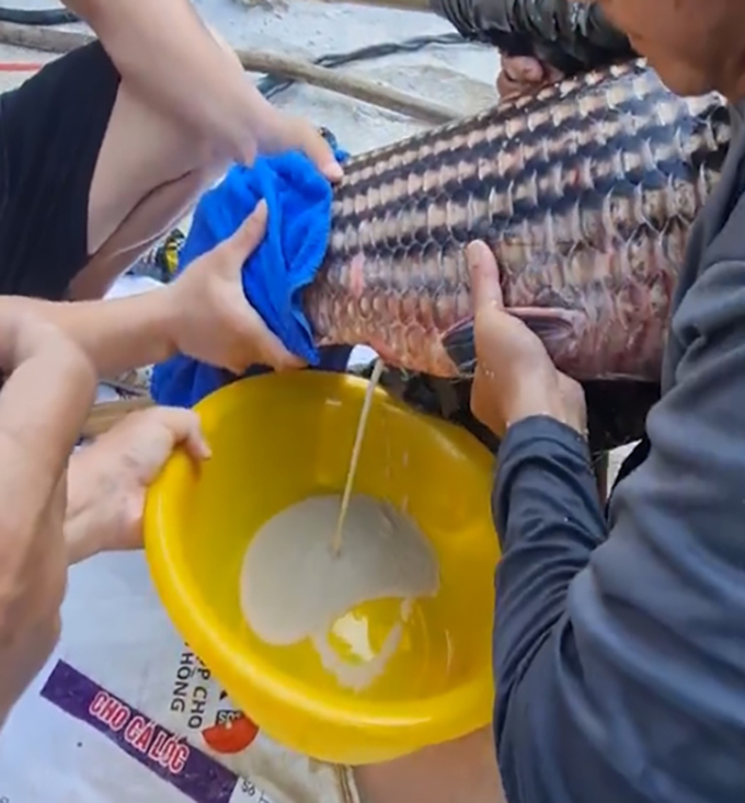 Sinh sản nhân tạo giống cá đặc sản quý hiếm Tây Nguyên