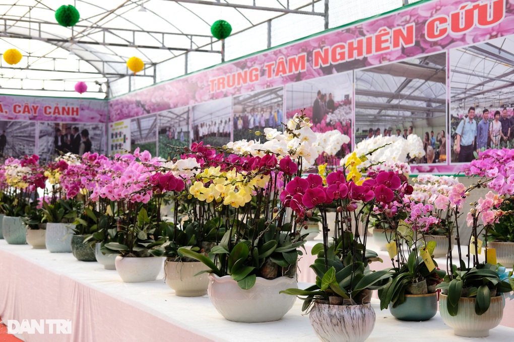 Trung tâm nghiên cứu hoa lan rực rỡ, nhộn nhịp đón Tết cận kề