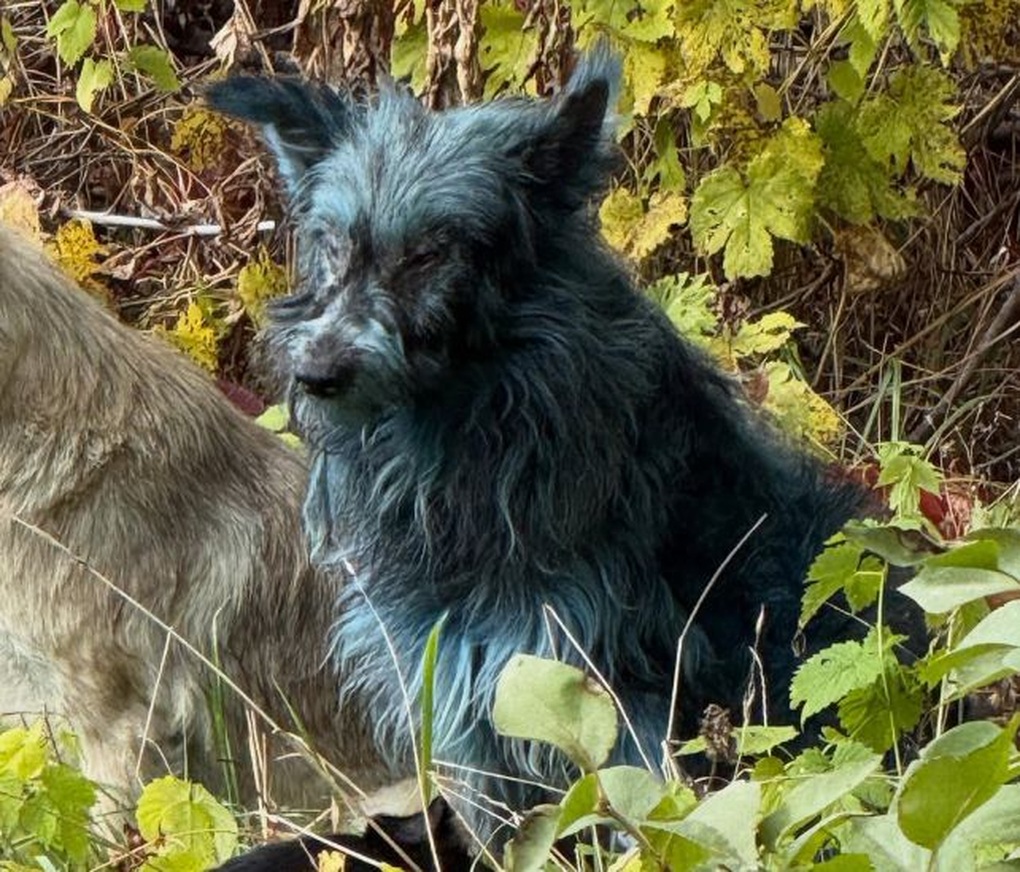 Chó ở vùng cấm Chernobyl đổi màu lông thành xanh sáng - 2