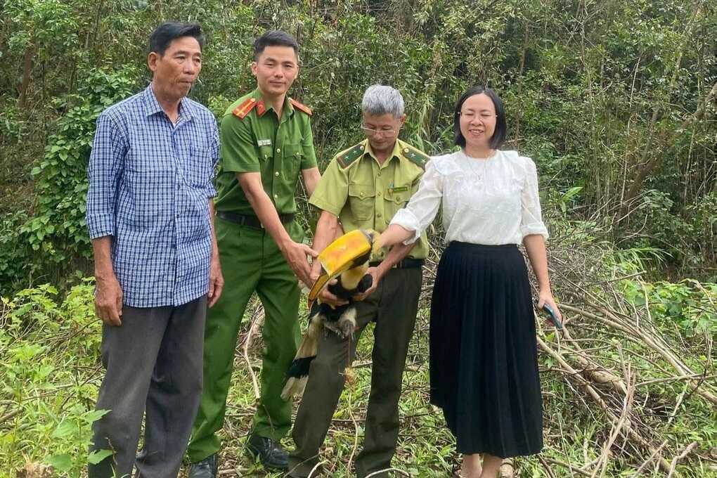 Loài “phượng hoàng đất” bay vào nhà dân ở Nghệ An quý hiếm như thế nào? - 1
