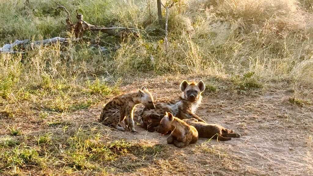 Linh cẩu non đang nằm cùng mẹ bị sư tử lao đến đoạt mạng