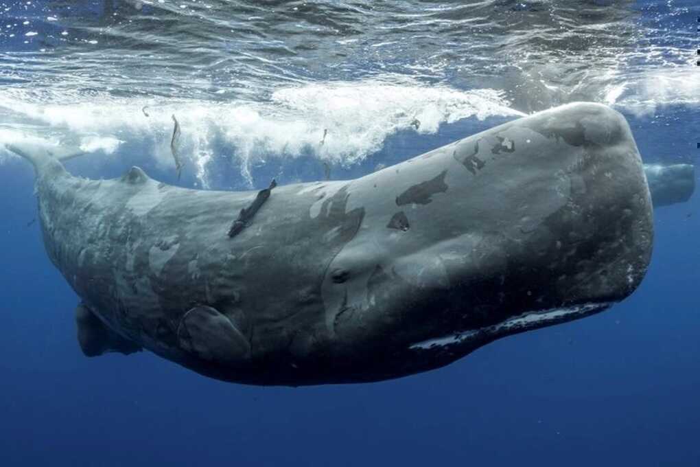 Long diên hương là gì mà nhiều người truy tìm? - 1