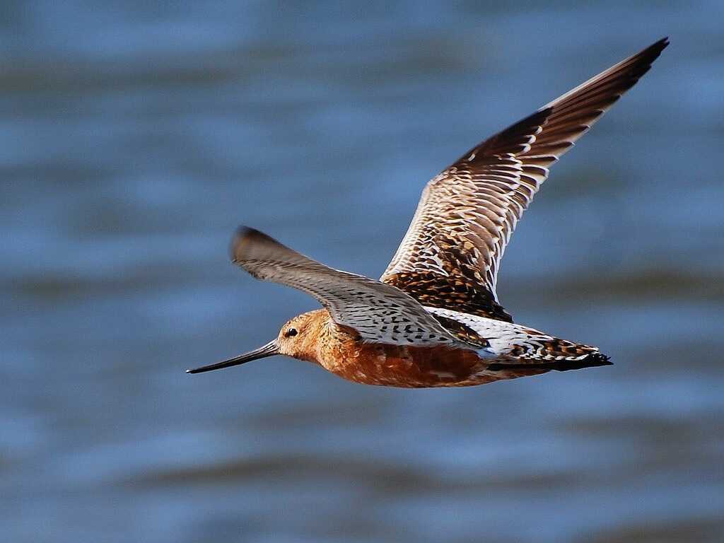 Khám phá cách loài chim bay liên tục hơn 11.000km không nghỉ