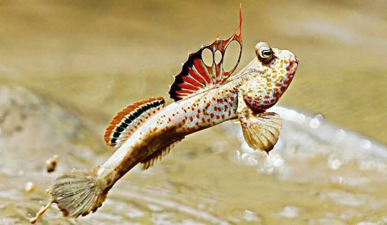 Loài cá mất hàng triệu năm để tiến hoá, lên cạn lại thành mồi nhậu