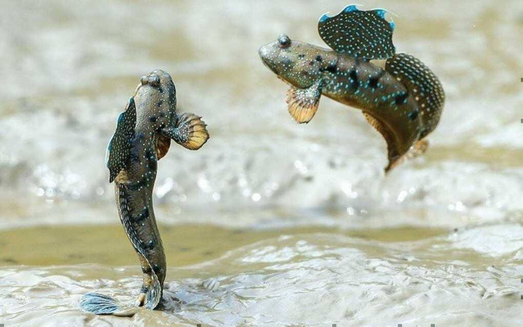 Loài cá mất hàng triệu năm để tiến hoá, lên cạn lại thành mồi nhậu - 2