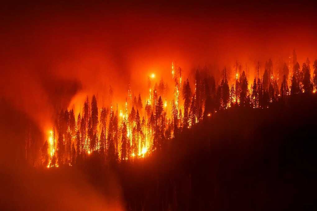 Chim đang có hành vi kỳ lạ, báo hiệu hậu quả khủng khiếp cho nhân loại - 2