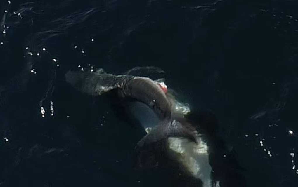 Kẻ thù của cá mập trắng dưới đại dương - 2