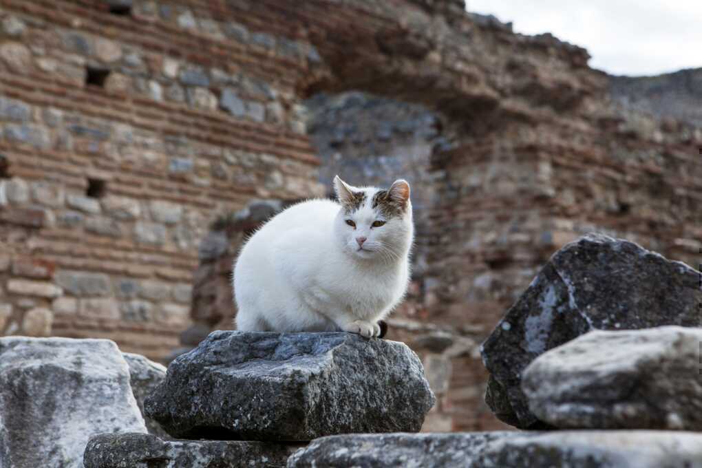 ​​​​Đoạn ADN cổ tiết lộ nguồn gốc phức tạp của tổ tiên mèo nhà - 1