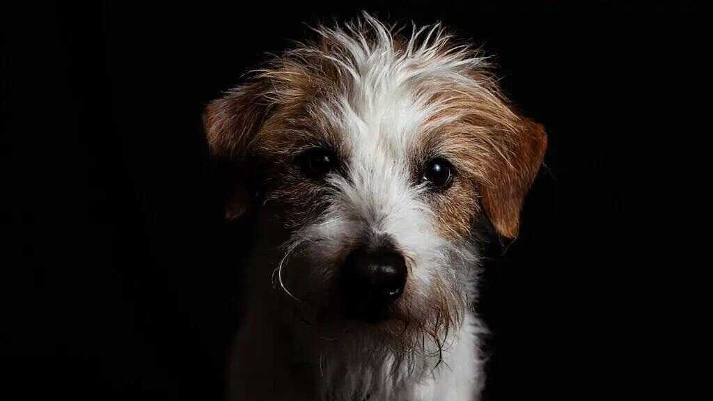 Khoa học chứng minh chủ nuôi hoàn toàn hiểu nhầm về cảm xúc thực sự của chó