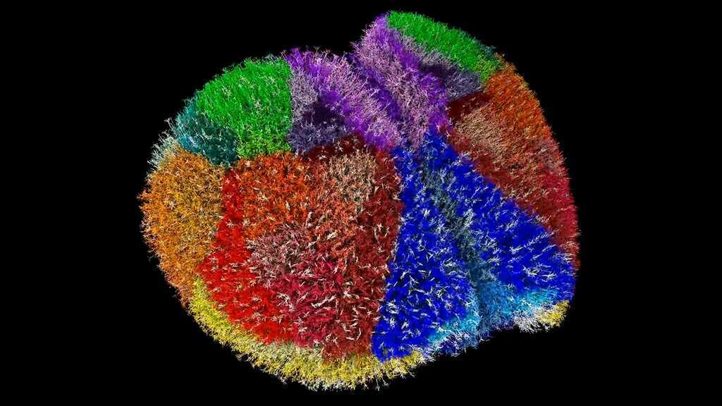 Siêu máy tính tạo ra một trong những bộ não ảo chân thực nhất