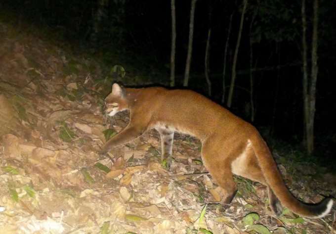 Bẫy ảnh phát hiện beo lửa đặc biệt quý hiếm ở Nghệ An