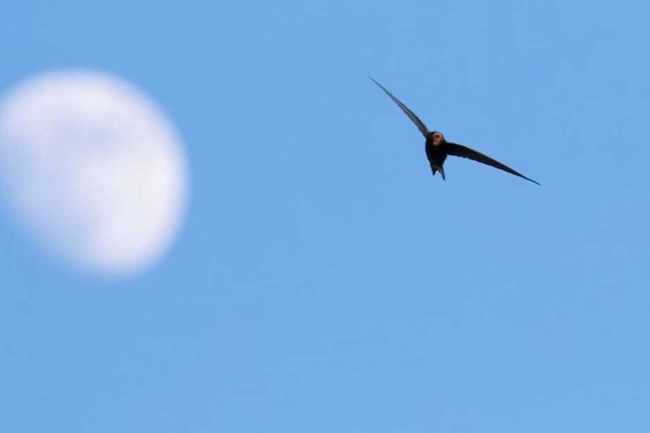 Loài chim bay gần 1 năm không cần hạ cánh