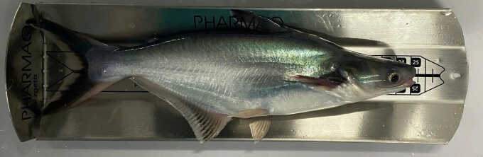 Áp dụng kỹ thuật nuôi hiện đại đảm bảo phúc lợi cá tra