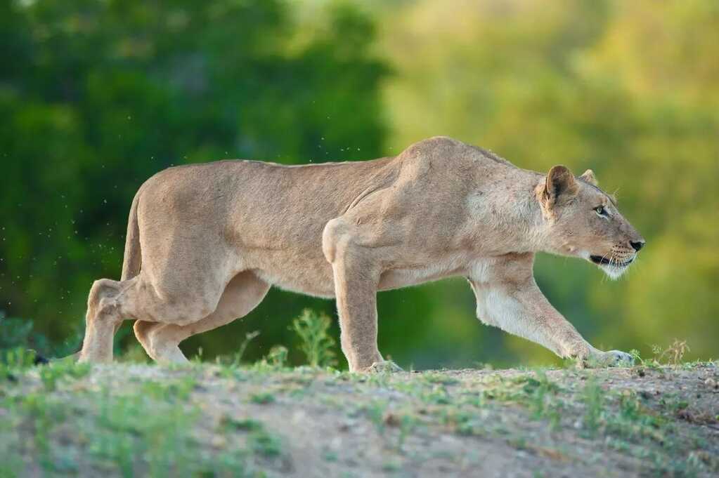 Con người nằm trong "thực đơn" của những loài động vật nào?