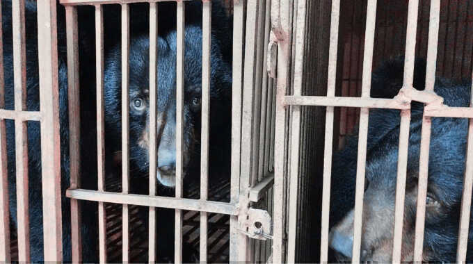 Còn 149 cá thể gấu bị nuôi nhốt lấy mật