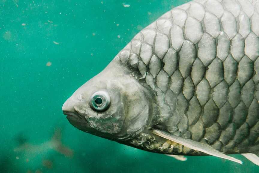 Trung Quốc tạo ra cá diếc không xương dăm bằng cách "cắt gen"