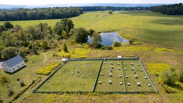 Thả chuột khỏi lồng thí nghiệm, khoa học chứng kiến “phép màu”